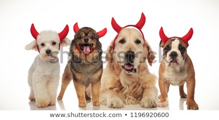 Foto stock: Four Happy Dogs Wearing Devil Horns For Halloween