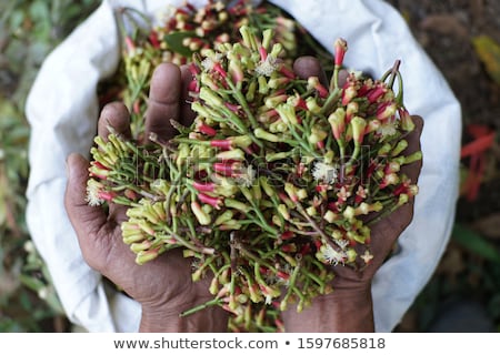 [[stock_photo]]: Dried Cloves