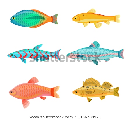 Zdjęcia stock: Jack Dempsey Fish Fauna Set Vector Illustration