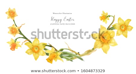 Foto stock: Flower Daffodil