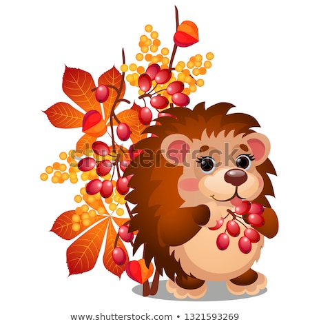 Stok fotoğraf: Cheerful Smiling Hedgehog Eats Ripe Berries Of Viburnum And Autumn Leaves Isolated On White Backgrou