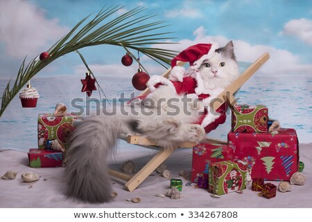 ストックフォト: Christmas Cat With Suit