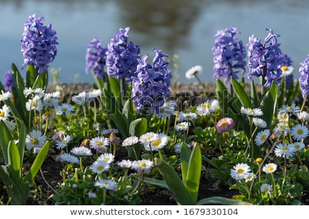Stock photo: Blue Hyacinth