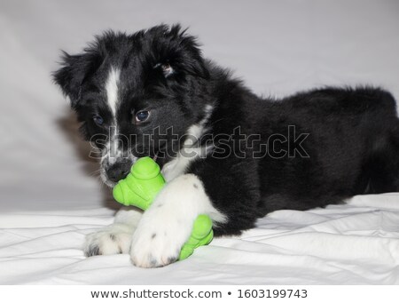 Stok fotoğraf: Boarder Collie