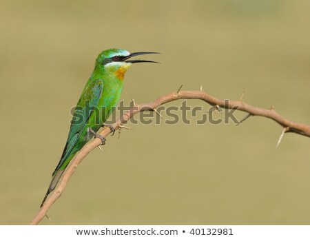 ストックフォト: Blue Cheeked Bee Eater In Flight