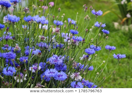 Stock photo: Bud Of Blue Cornflower