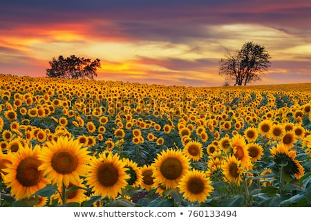 Stock fotó: Blooming Sunflower Heads In Cultivated Crop Field