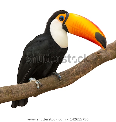 Stock fotó: Toucan Bird On White Background