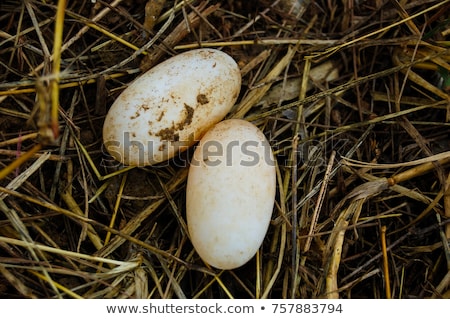 Zdjęcia stock: Three Baby Snakes And Eggs