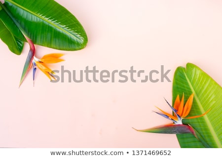 Stock photo: Summer Flat Lay Scenery With Strelizia Flowers