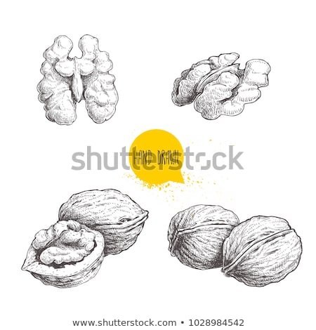 Stockfoto: Walnut Set Hand Drawn