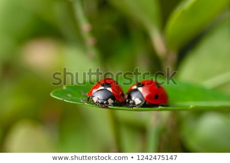 Stockfoto: Two Ladybugs