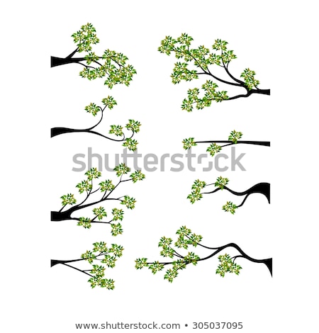 ストックフォト: Deciduous Tree Branch On The Background Of Abstract Green Wall