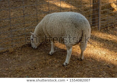 Stock photo: Lamb In Pen