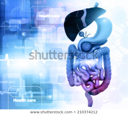 Foto stock: Man Anatomy Digestive System Cutaway