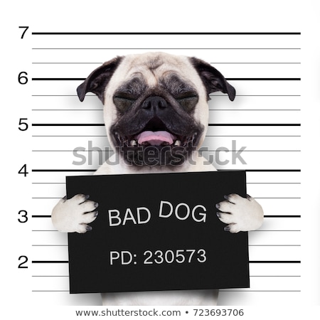 Сток-фото: Mugshot Dog