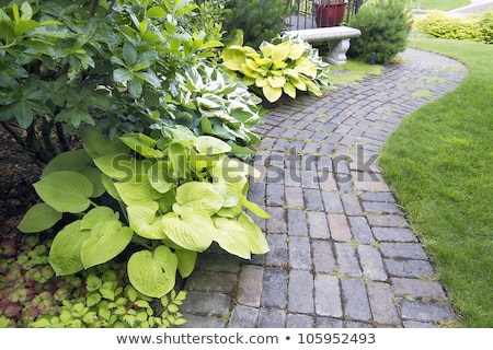 Stock fotó: Frontyard Landscaping With Paver Walkway