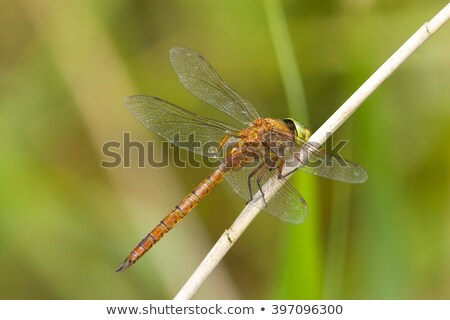 Stok fotoğraf: Norfolk Hawker Aeshna Isosceles