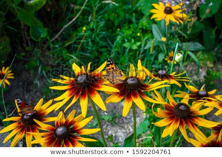 Foto stock: Monarch Butterfly Drinks Daisy Flower Nectar
