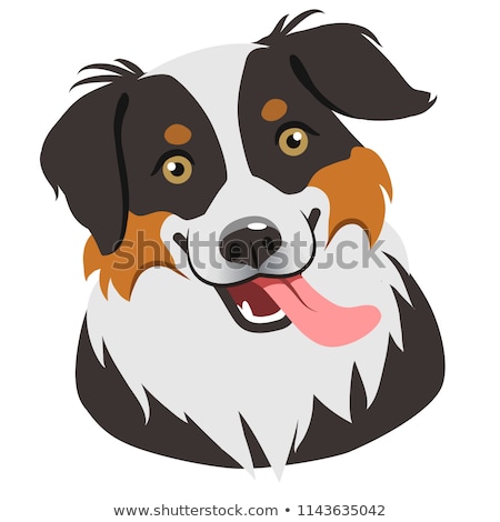 Foto stock: Tricolor Australian Shepherd