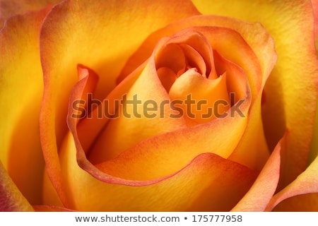 Stok fotoğraf: Rose Flower Macro Shot