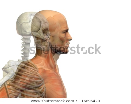 Stock fotó: Muscles And Bones Of The Face