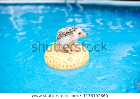 Сток-фото: A Cool Hedgehog On Floting Life Buoy