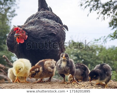 Stok fotoğraf: Hen Chicken Newborn Little Domestic Poultry Birds