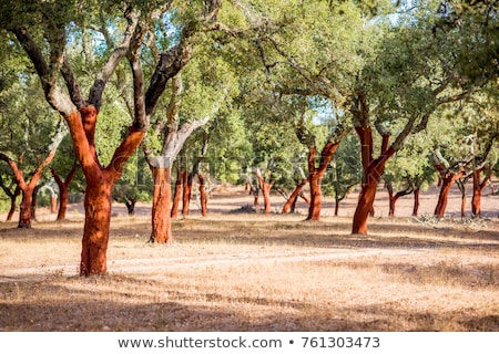 Foto stock: Cork Tree