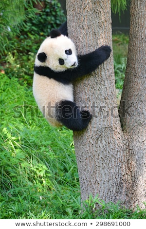 Сток-фото: Mother And Baby Panda Bear