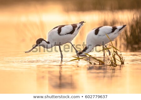 Stock photo: Pied Avocet In Mudflat