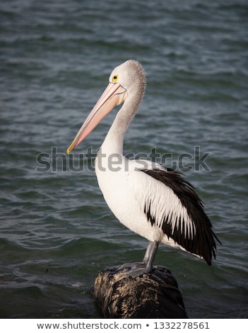 Stok fotoğraf: Australian Pelican Pelecanus Conspicillatus
