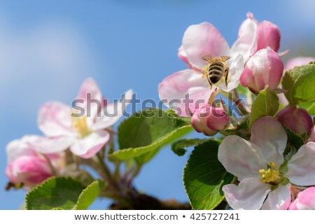 Stockfoto: Bee On Spring Blossom Flower