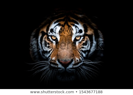 Foto stock: Wildlife