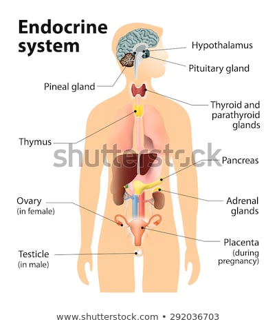 Foto stock: Endocrine System