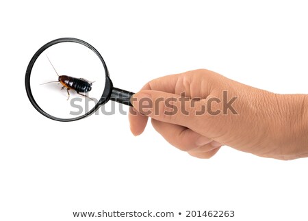 Stok fotoğraf: Person Looking At Cockroach With Magnifying Glass