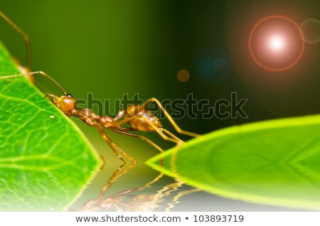 Stock photo: Red Ant So Tired