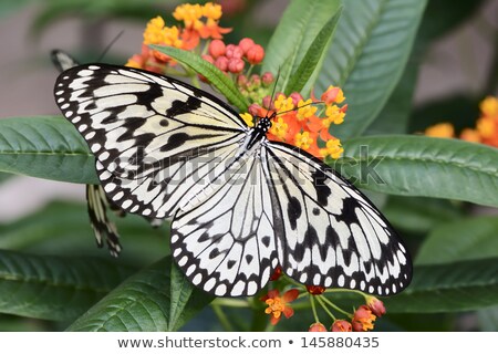 Stock fotó: Paper Kite Butterfly