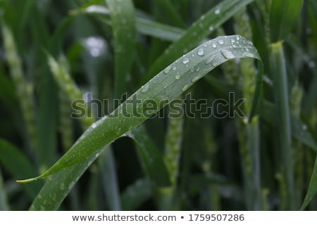 Foto d'archivio: Green Wheat Grass With Dewdrops In The Morning