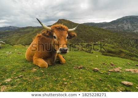 Stock photo: Cows Grazing And Looking Astonished