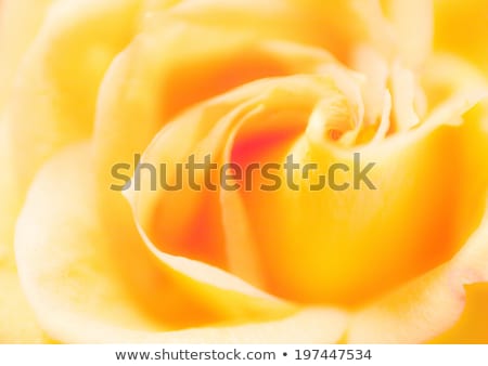 Stock photo: Bright Convolute Petal Of Lovely Orange Rose