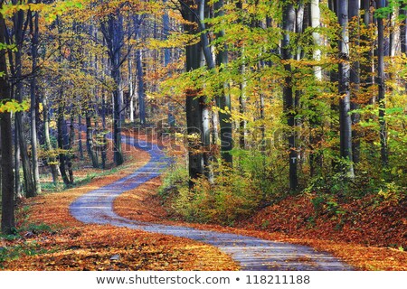 Foto stock: Footpath Winding Through Colorful Forest