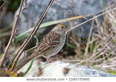 Foto stock: Golden Crowned Sparrow - Zonotrichia Atricapilla