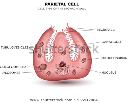 Stock fotó: Parietal Cell Secreting Hydrochloric Acid Hcl And Intrinsic F