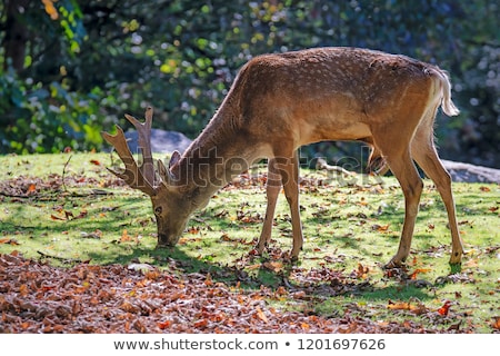 Male Fallow Deer Browsing In The Forest Zdjęcia stock © manfredxy