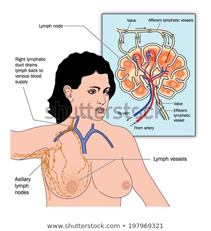 Female Breast Anatomy And Axillary Lymph Nodes Stock foto © Blamb