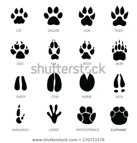 Foto stock: Footprints Of Wild Animals