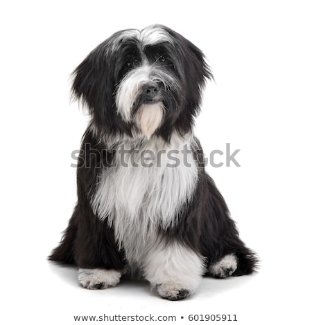 Stock photo: Studio Shot Of An Adorable Tibetian Terrier