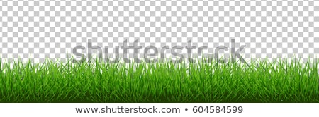 Daisy With Green Grass Background Stok fotoğraf © cammep