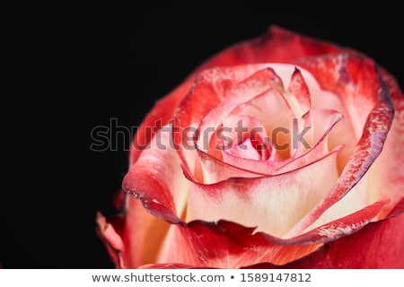 Сток-фото: Red Rose On Black Background